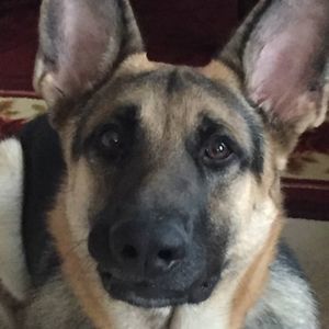 Meet your Posher, Diana